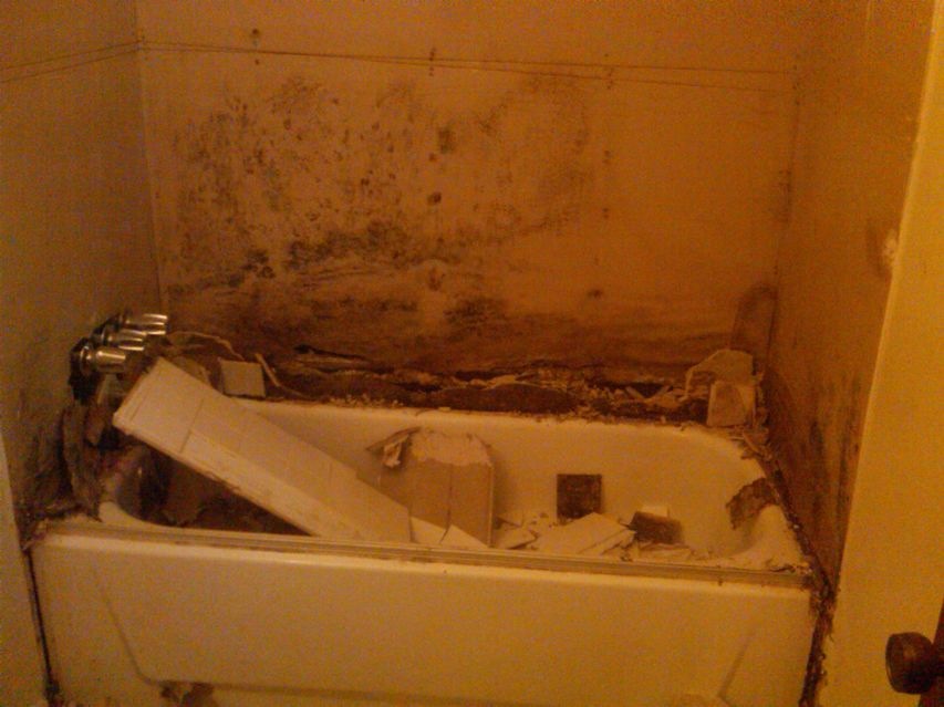 Shower Mold - Why Does Bathroom Smell Like Mold